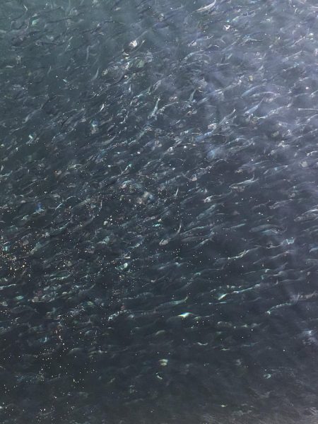 北公園マイワシ